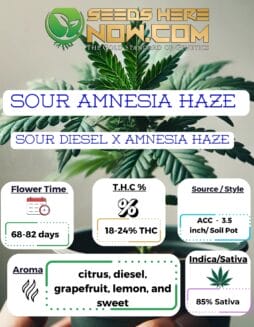 Sour Amnesia Haze Clones - ACC