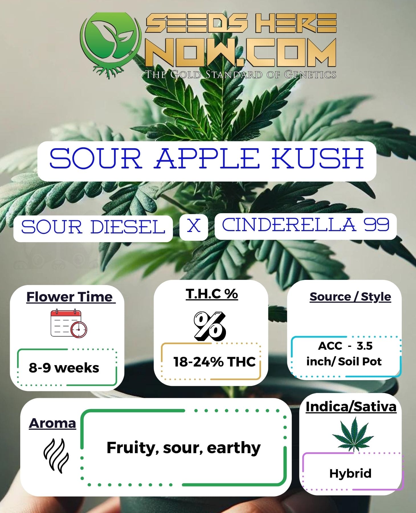 Sour Apple Kush Clones – ACC