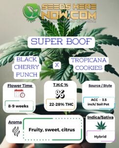 Super Boof Clones - Acc