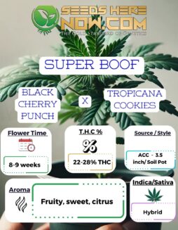 Super Boof Clones - ACCSuper Boof Clones - Acc