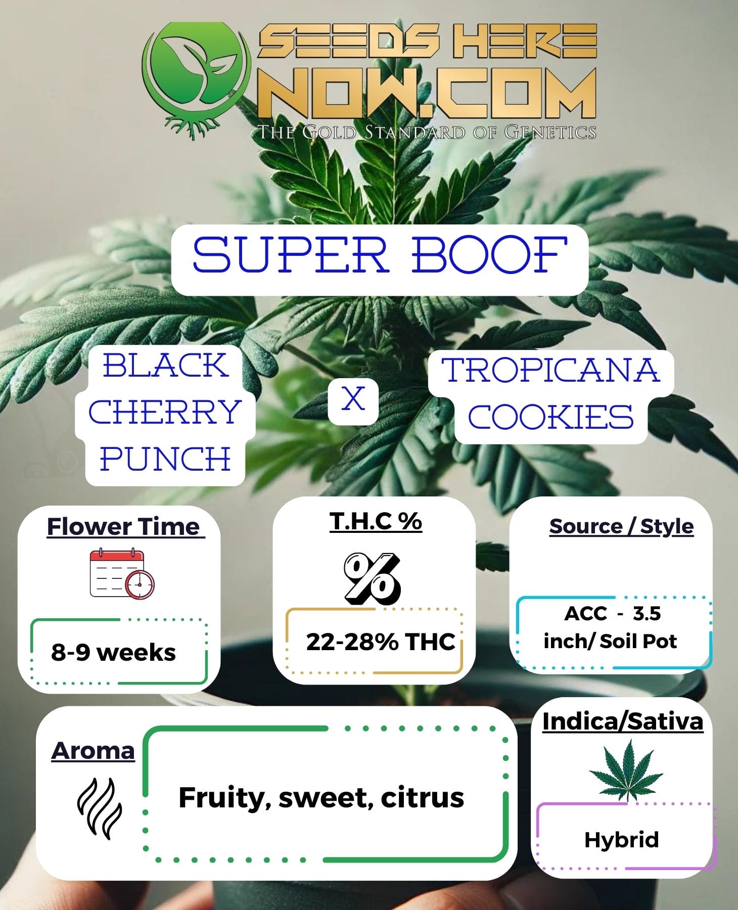 Super Boof Clones – ACC