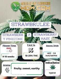 StrawBrulee Clones - ACCStrawBrulee Clones - ACC