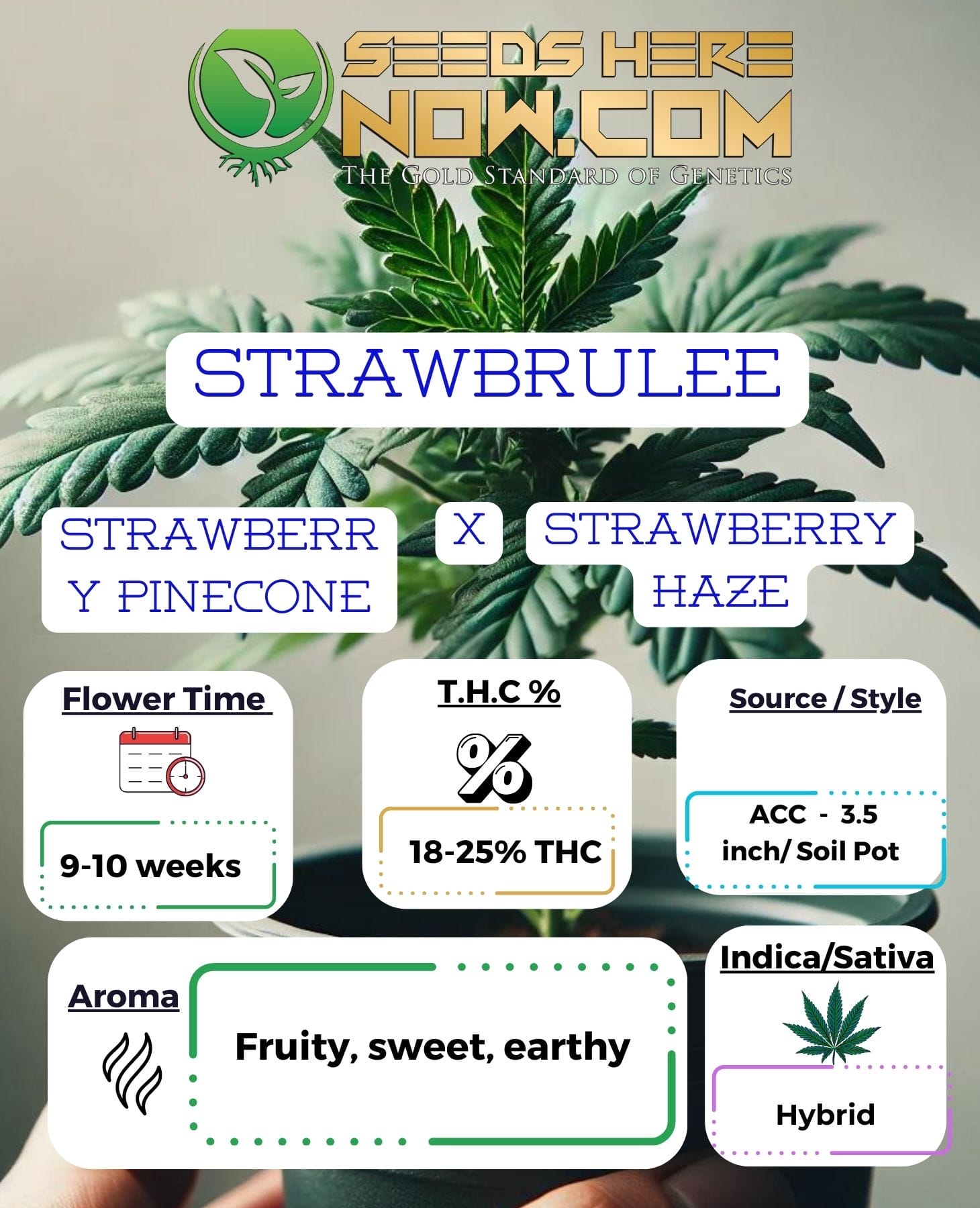 StrawBrulee Clones – ACC