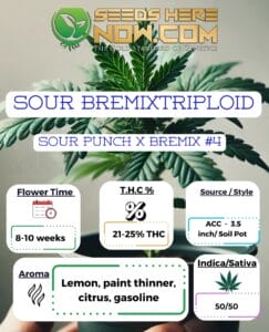 Sour Bremixtriploid Clones - Acc