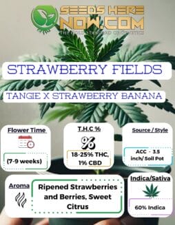 ACC - Strawberry Fields Clones