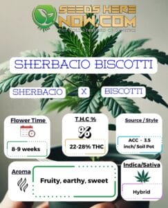 Sherbacio Biscotti - Acc
