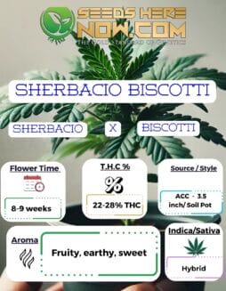 Sherbacio Biscotti - ACCACC - Sherbacio Biscotti