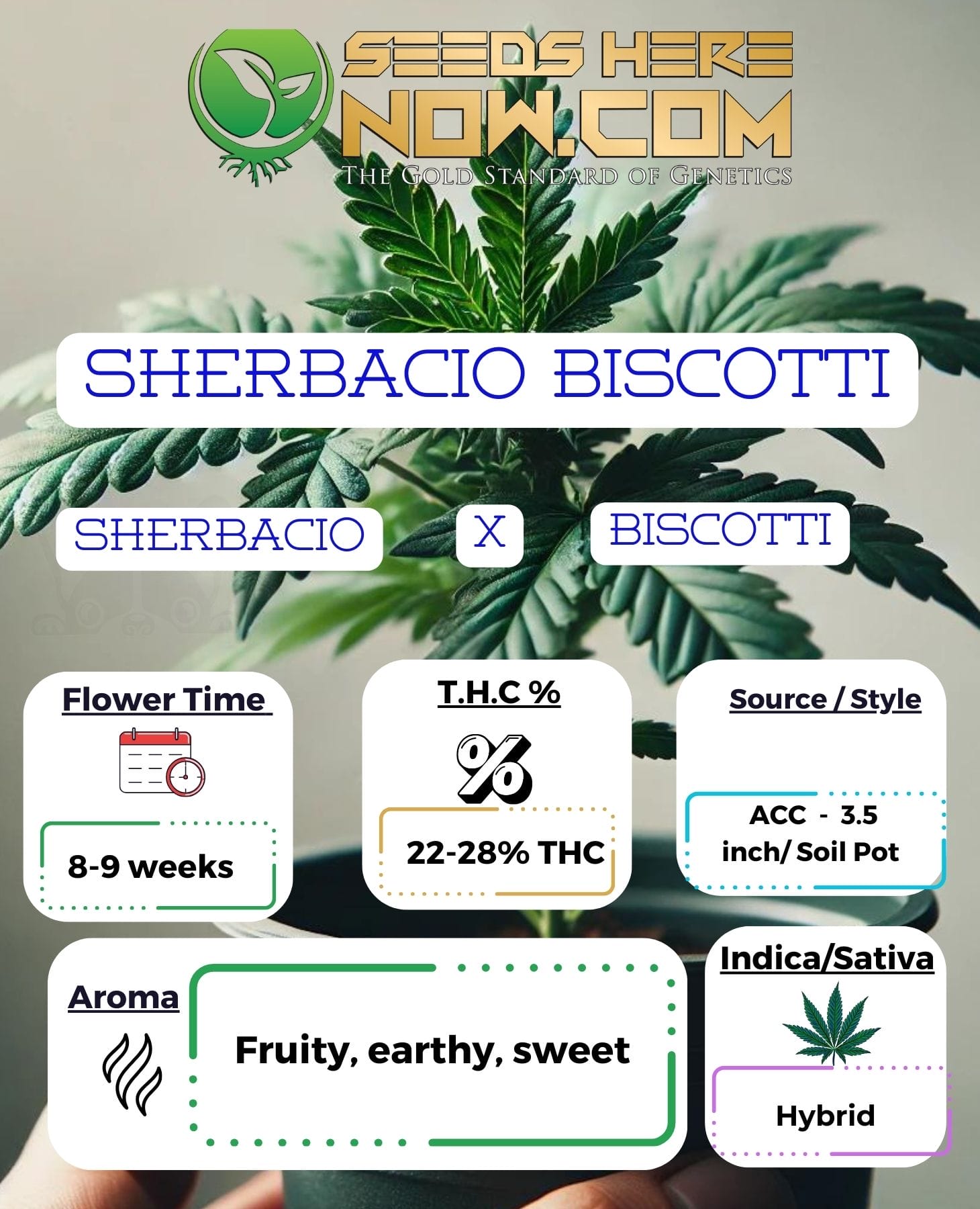 Sherbacio Biscotti – ACC