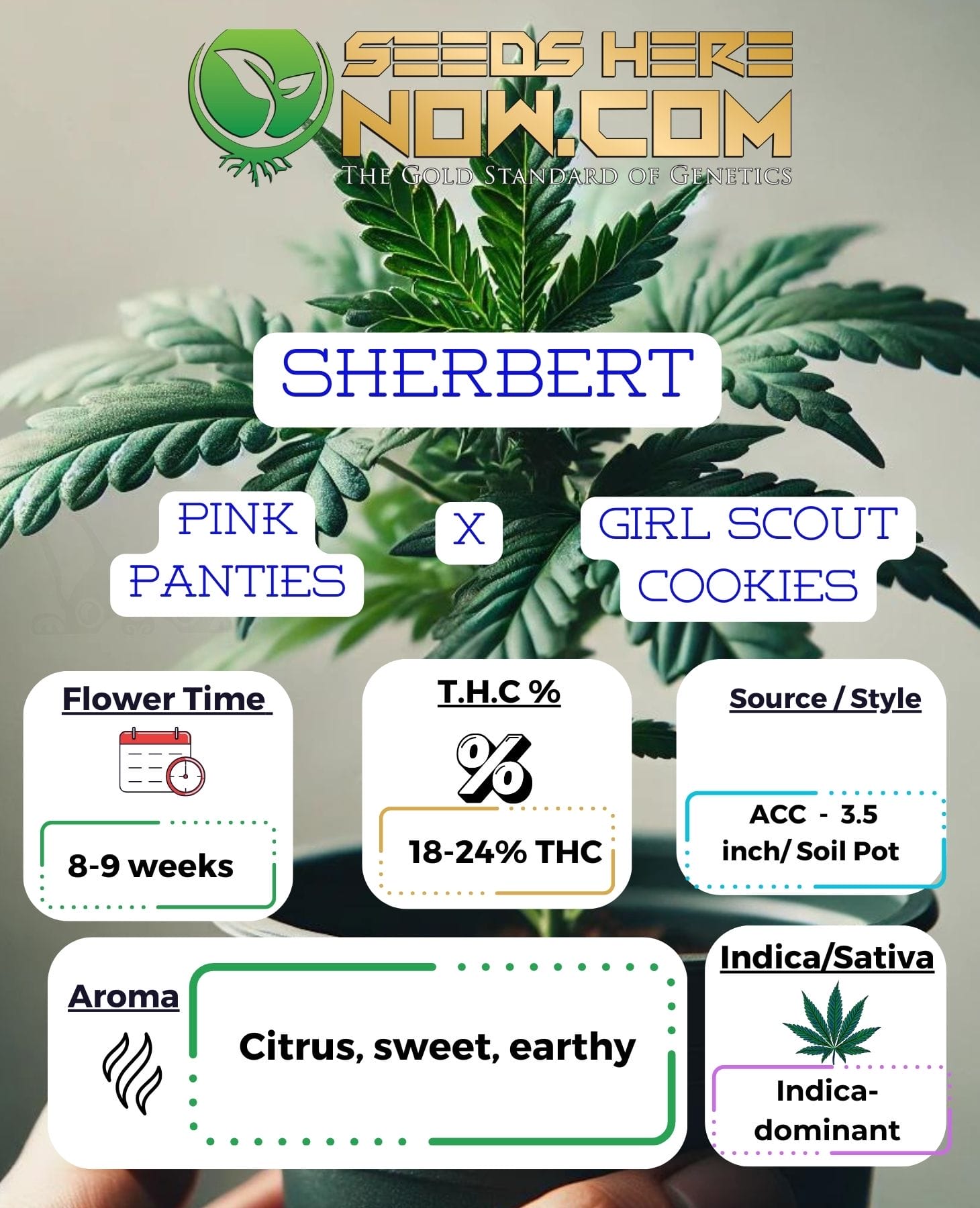 ACC – Sherbert