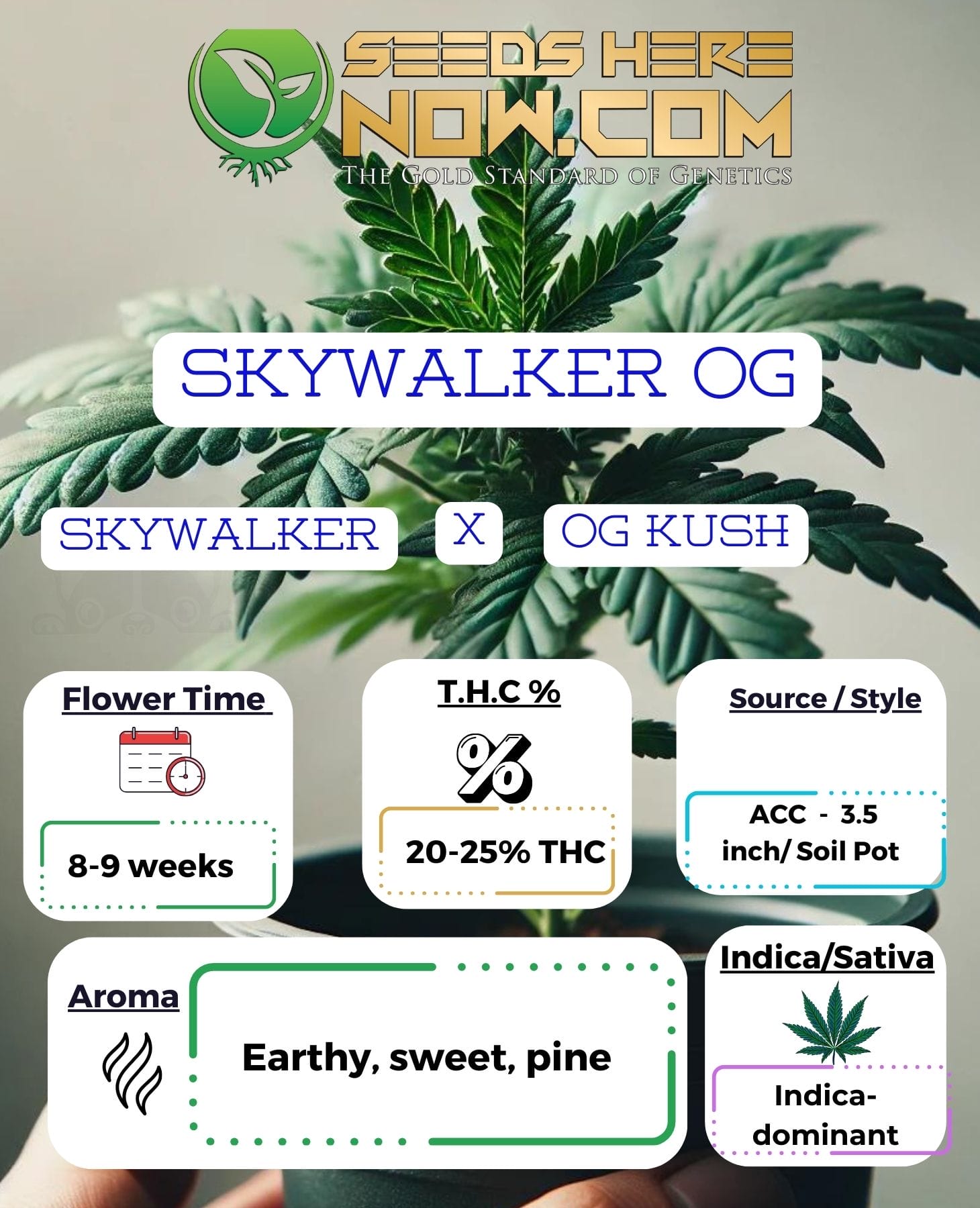 Skywalker OG Clones – ACC