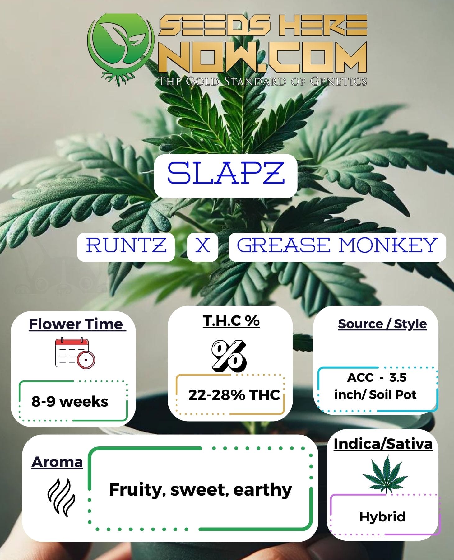 Slapz Clones – ACC