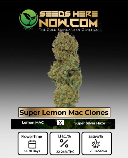 Acc - Super Lemon Mac Clones