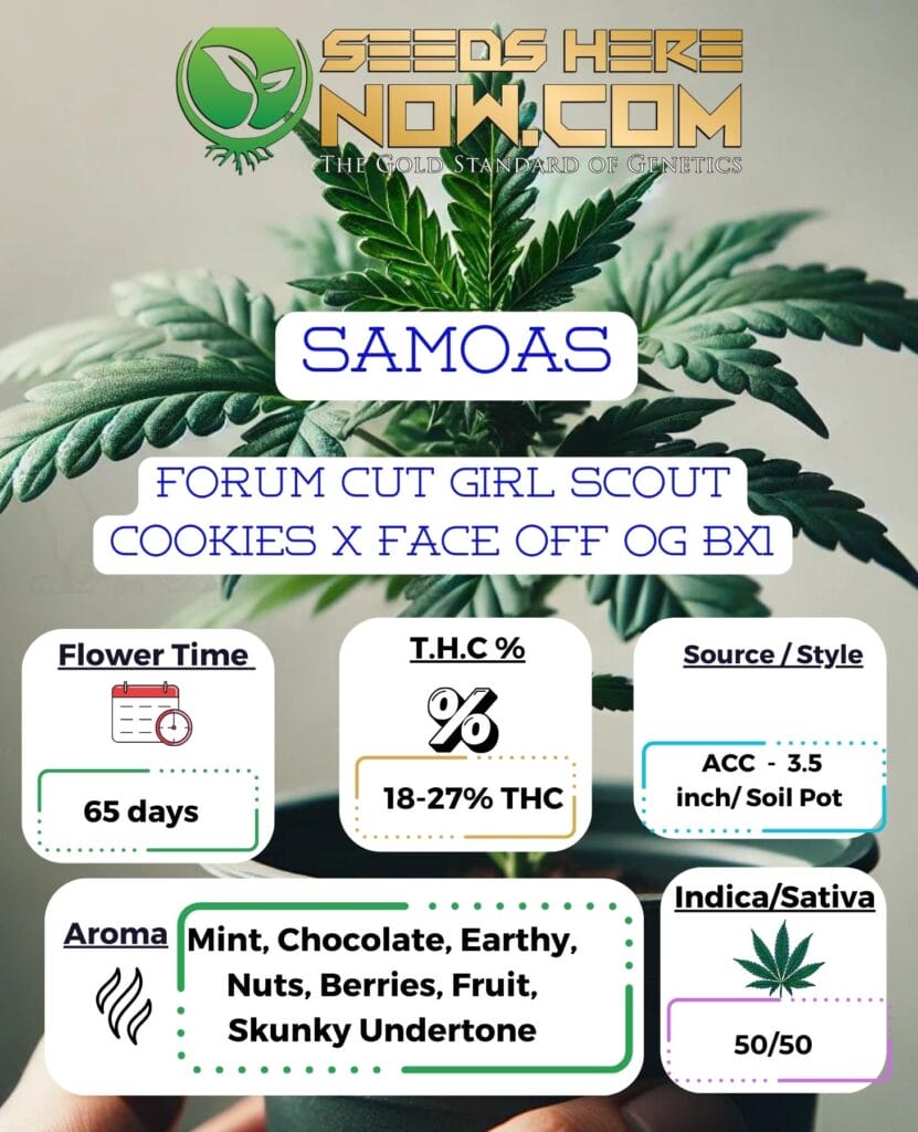 ACC Samoas Clones Seeds Here Now
