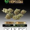 Sherbert clones - acc
