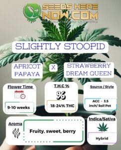 Slightly Stoopid- Acc