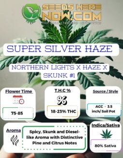 Super Silver Haze Clones - ACCSuper Silver Haze Clones - ACC