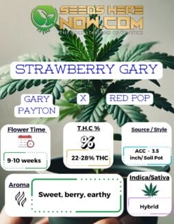 ACC - Strawberry GaryACC - Strawberry Gary