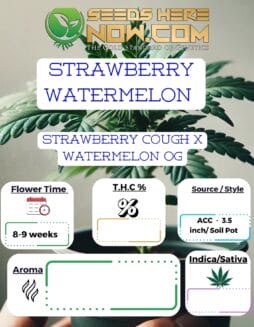 ACC - Strawberry Watermelon Clones