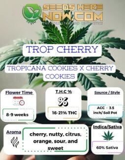 ACC - Trop Cherry Clones