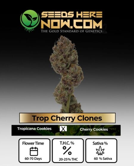 Acc - Trop Cherry Clones