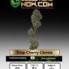 Trop Cherry Clones - Acc