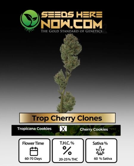 Acc - Trop Cherry Clones