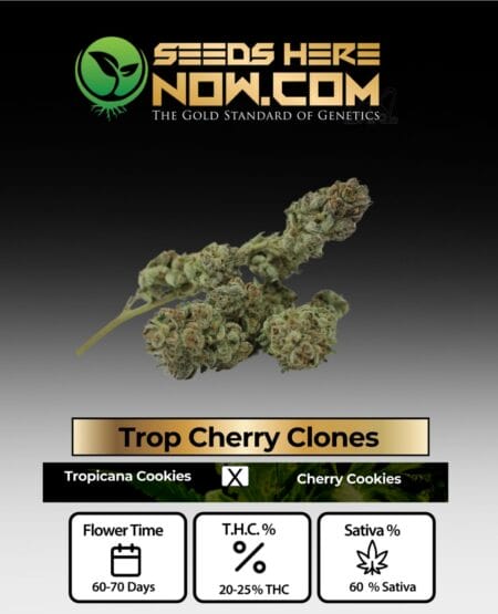 Acc - Trop Cherry Clones