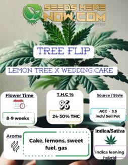 ACC - Tree Flip Clones