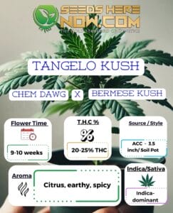 Tangelo Kush Clones - ACC