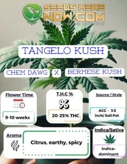 Tangelo Kush Clones - ACCTangelo Kush Clones - ACC