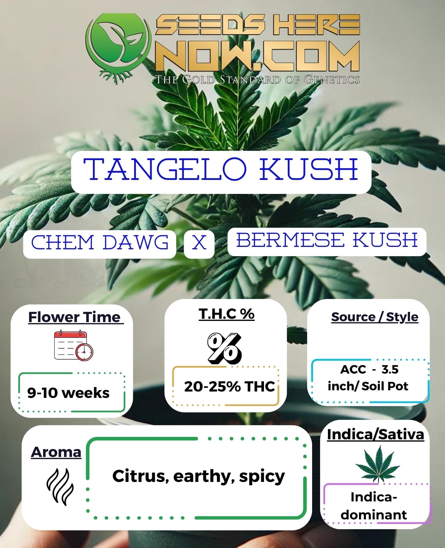 Tangelo Kush Clones – ACC