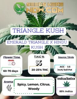 ACC - Triangle Kush Clones