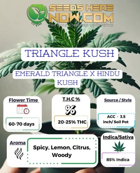 Acc - Triangle Kush Clones