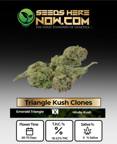 Acc - Triangle Kush Clones