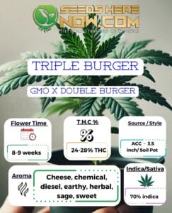 Triple Burger Clones - ACC