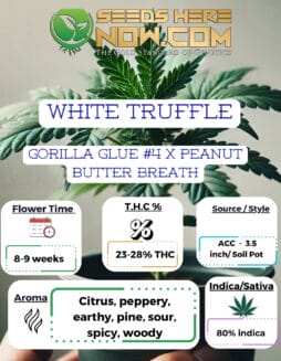 White Truffle Clones - ACCWhite Truffle Clones - ACC