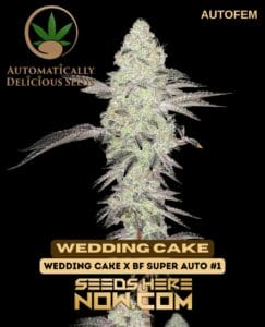 Wedding Cake Auto (autoflower) - Automatically Delicious