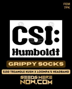 Grippy Socks (feminized) - Csi Humboldt