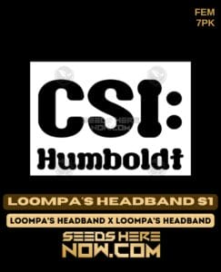 Loompa's Headband S1 (feminized) - Csi Humboldt