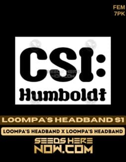 CSI Humboldt - Loompa's Headband S1 {FEM} [7pk]CSI Humboldt - Loompa's Headband S1 {FEM} [7pk]