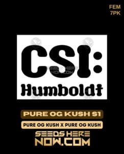 Pure Og Kush S1 (feminized) - Csi Humboldt