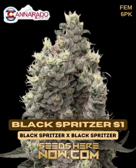 Cannarado Genetics - Black Spritzer S1 {fem} [6pk]