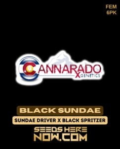 Black Sundae (Feminized) - Cannarado Genetics