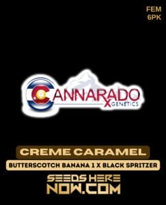 Creme Caramel (feminized) - Cannarado Genetics