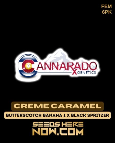 Cannarado Genetics - Creme Caramel {fem} [6pk]