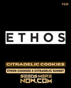 Citradelic Cookies (Feminized) (space) Ethos Genetics
