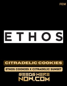 Ethos Genetics - Citradelic Cookies {FEM} [6pk] Classic PackagingEthos Genetics - Citradelic Cookies {FEM} [6pk] Classic Old Packaging