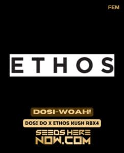 Dosi (space) Woah! (Feminized) (space) Ethos Genetics