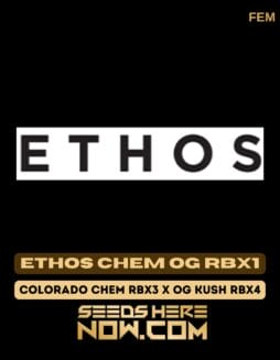 Ethos Chem OG RBX1 (Feminized) - Ethos GeneticsEthos Chem OG RBX1 (Feminized) - Ethos Genetics