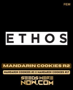 Mandarin Cookies R2 (Feminized) - Ethos Genetics